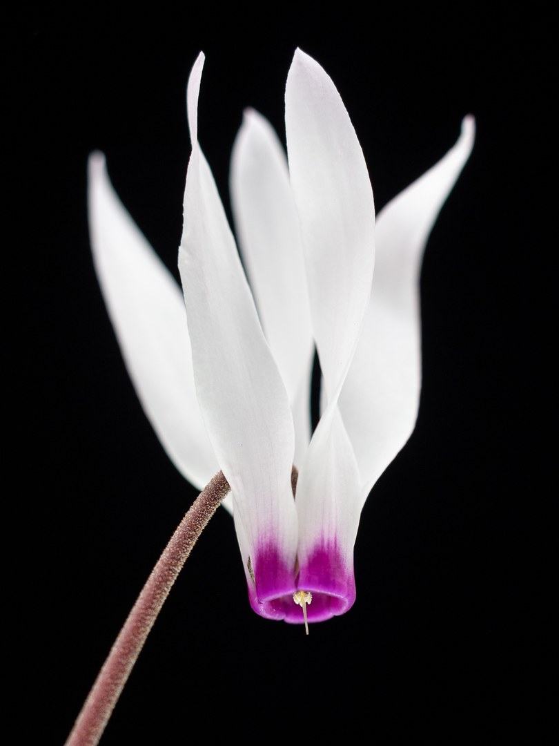 Nahaufnahme einer Blüte von Cyclamen persicum