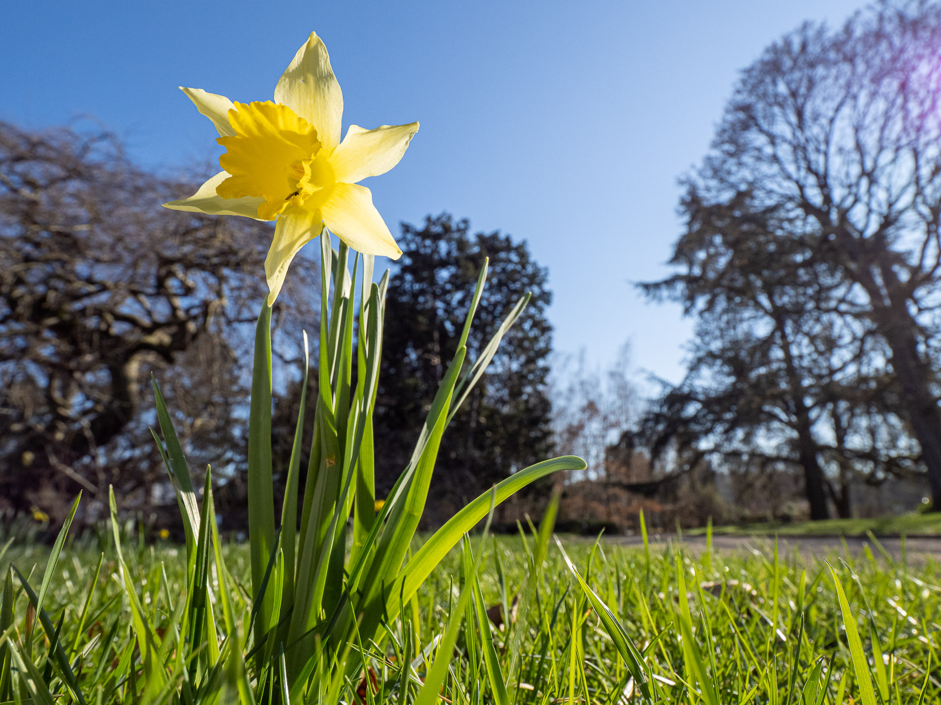 Gelbe Narzisse, auch Osterglocke genannt (Narcissus pseudonarcissus)