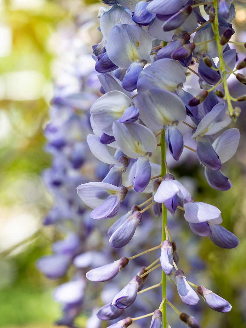 Seiden-Blauregen (Wisteria brachybotrys)
