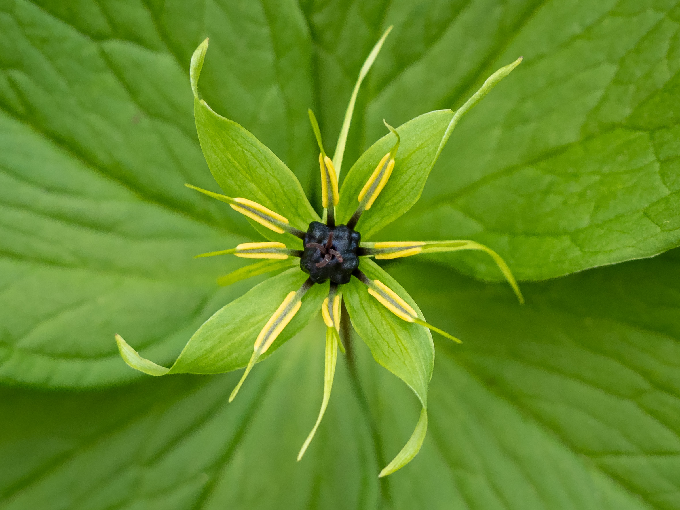 Blüte der Einbeere (Paris quadrifolia)