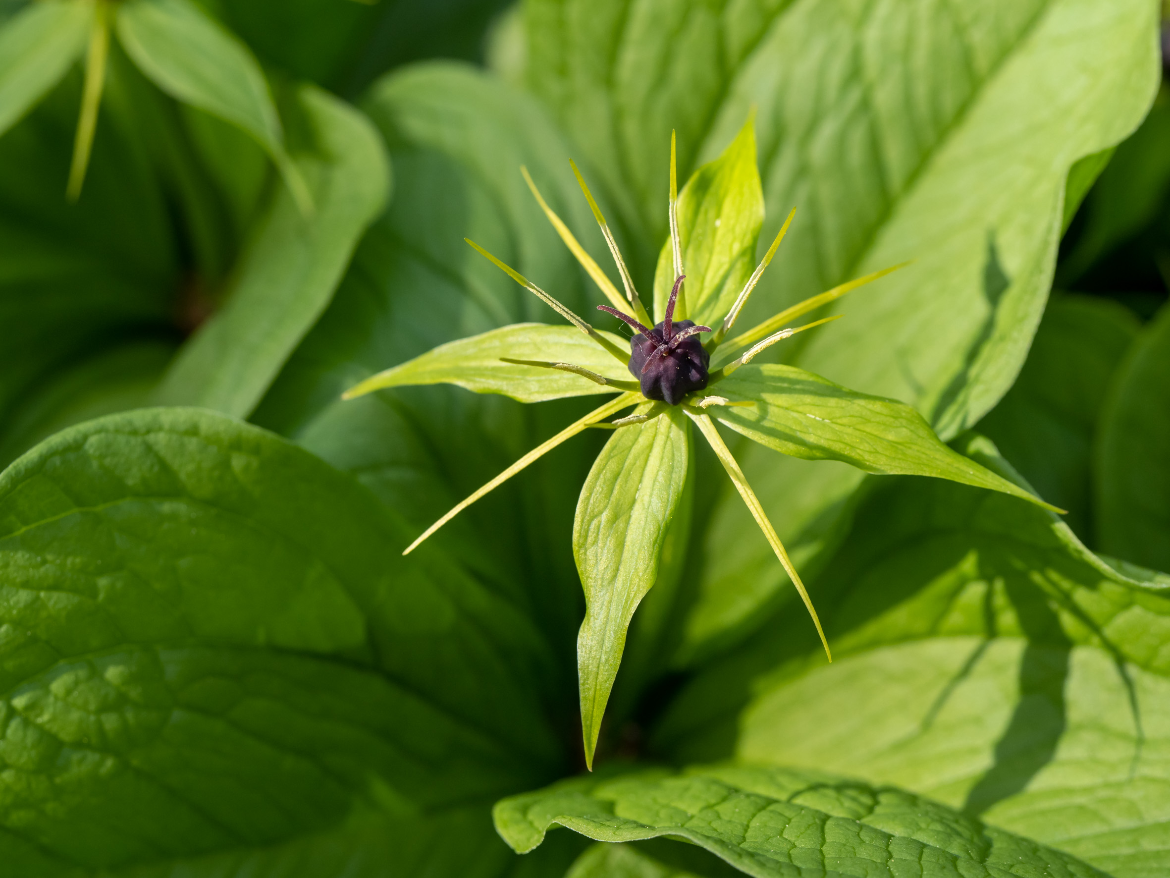 Blüte der Einbeere (Paris quadrifolia)