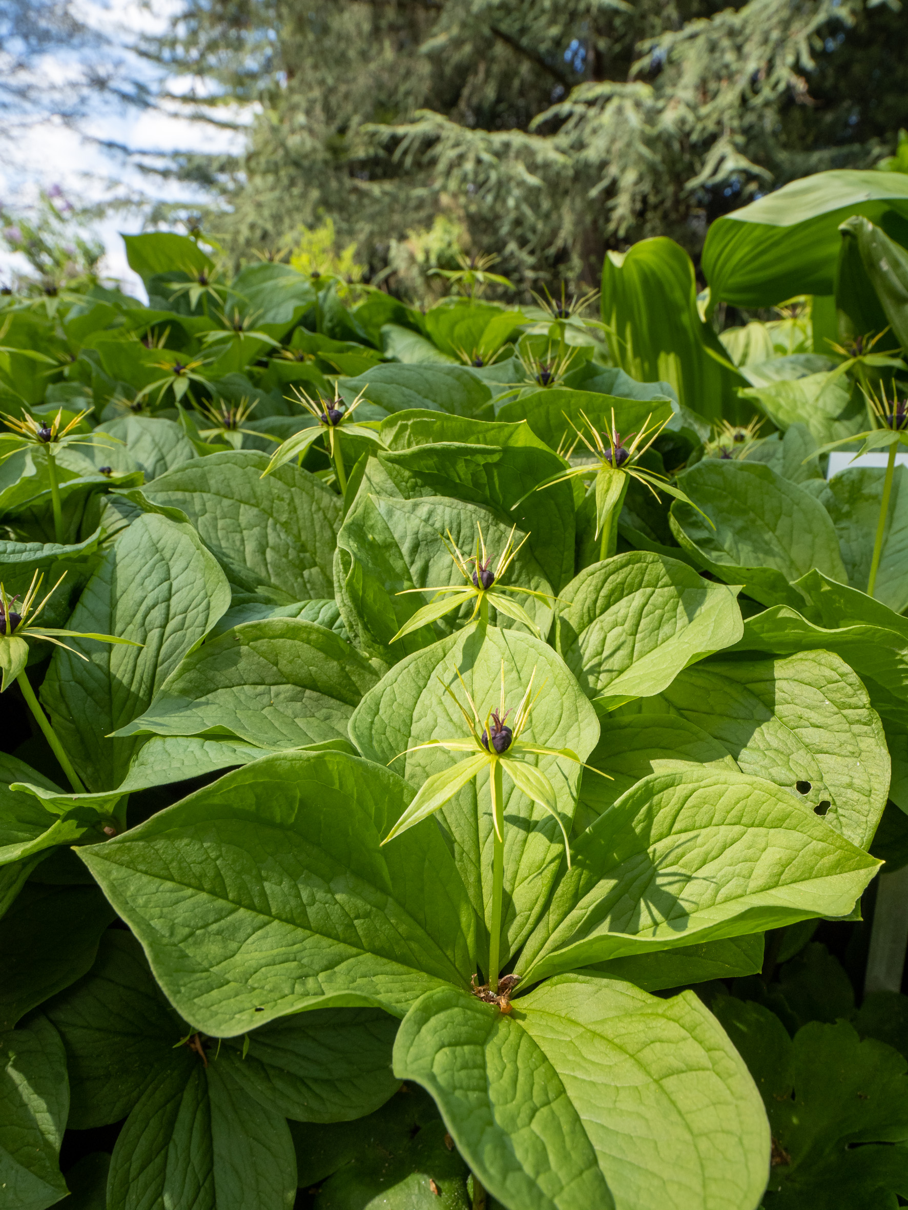 Einbeeren (Paris quadrifolia) im Botanischen Garten am Poppelsdorfer Schloss