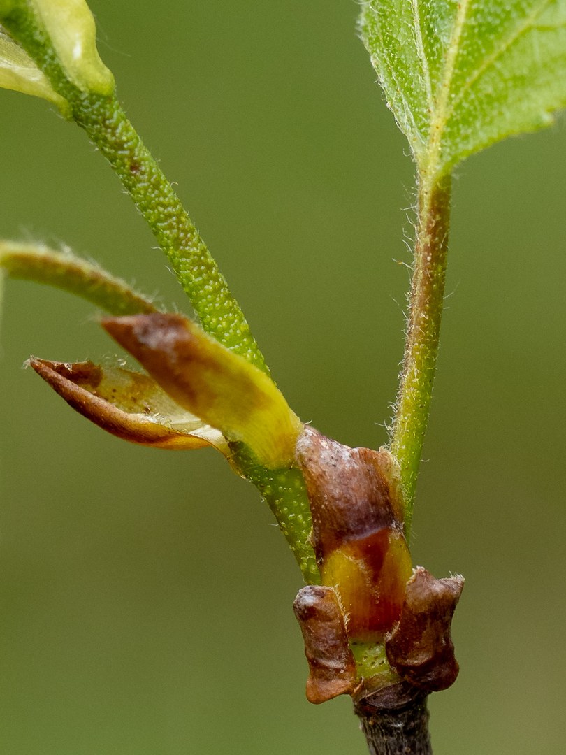 Betula pubescens