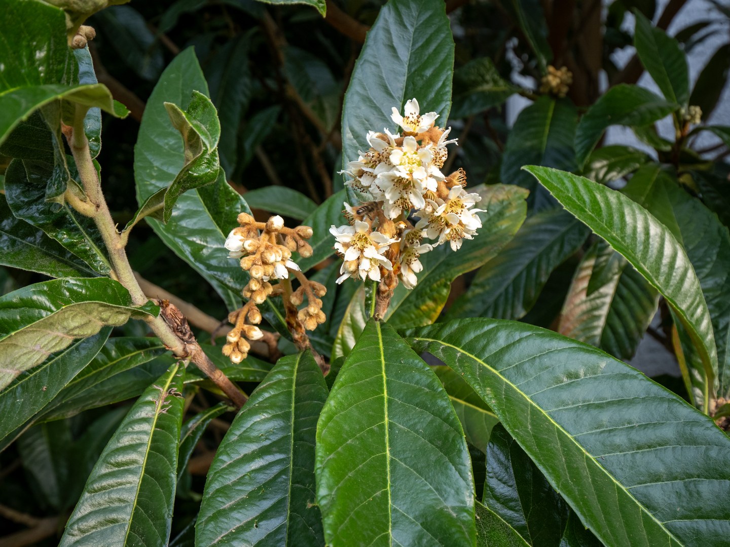 Japanische Wollmispel (Eriobotrya japonica)