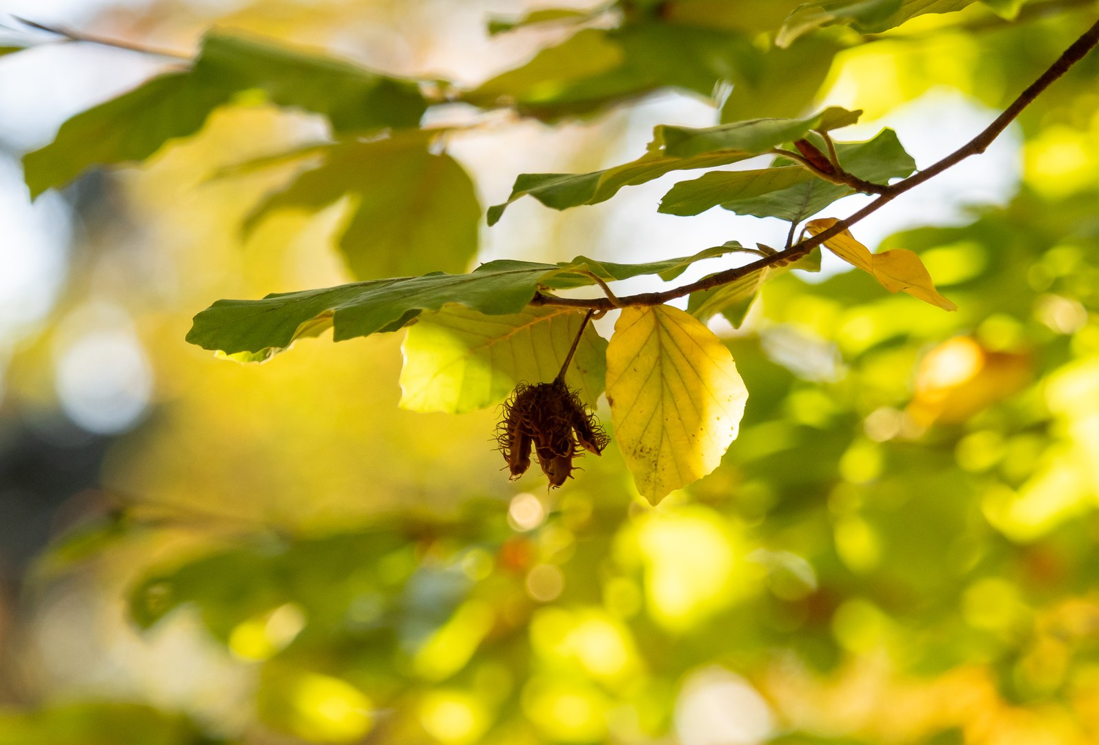 Fagus sylvatica (Rot-Buche) im Herbst