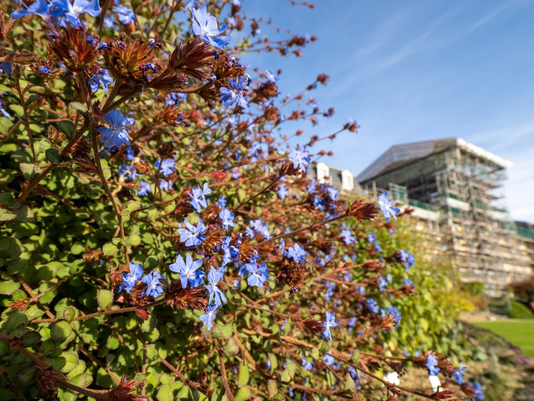 Griffiths Bleiwurz (Ceratostigma griffithii)