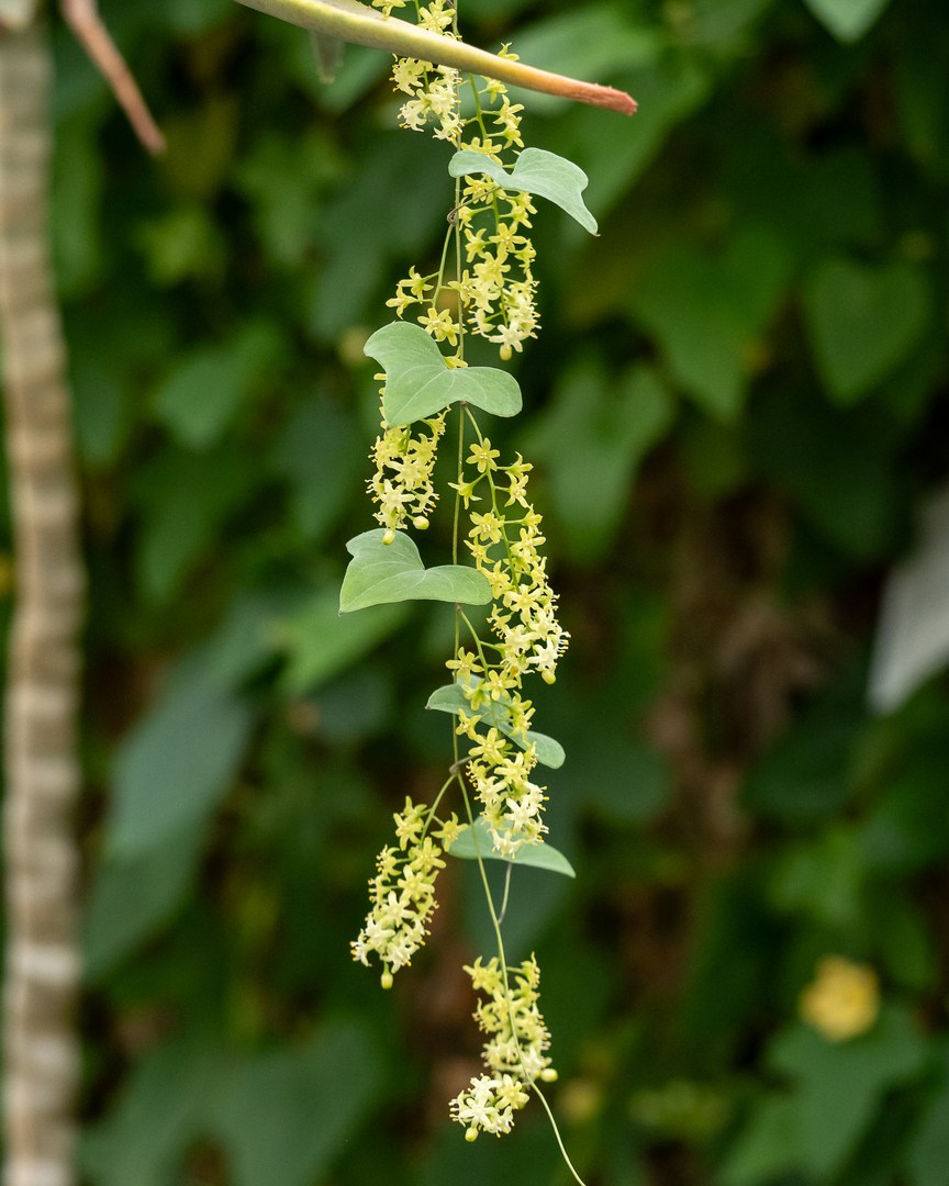 Blüten von Dioscorea elephantipes