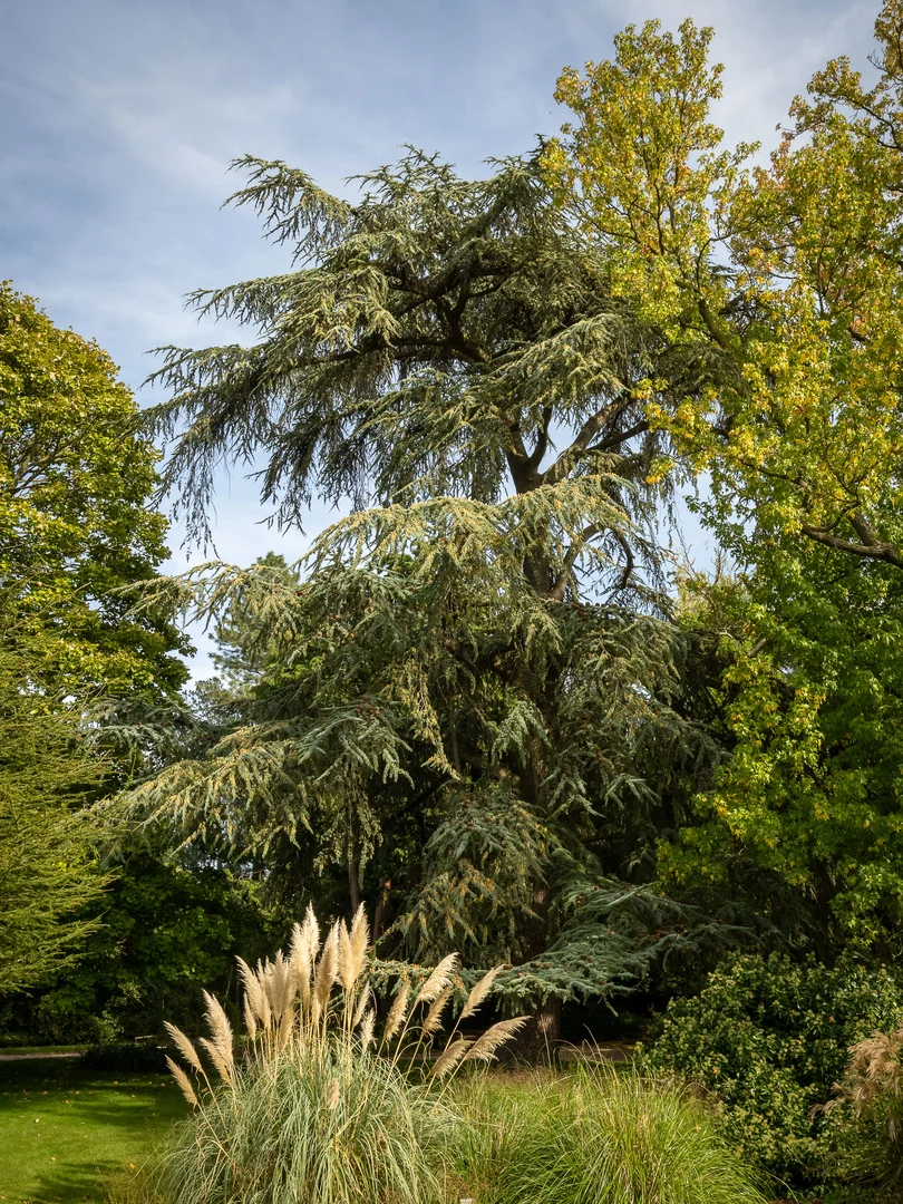 Atlas-Zeder im Botanischen Garten am Poppelsdorfer Schloss