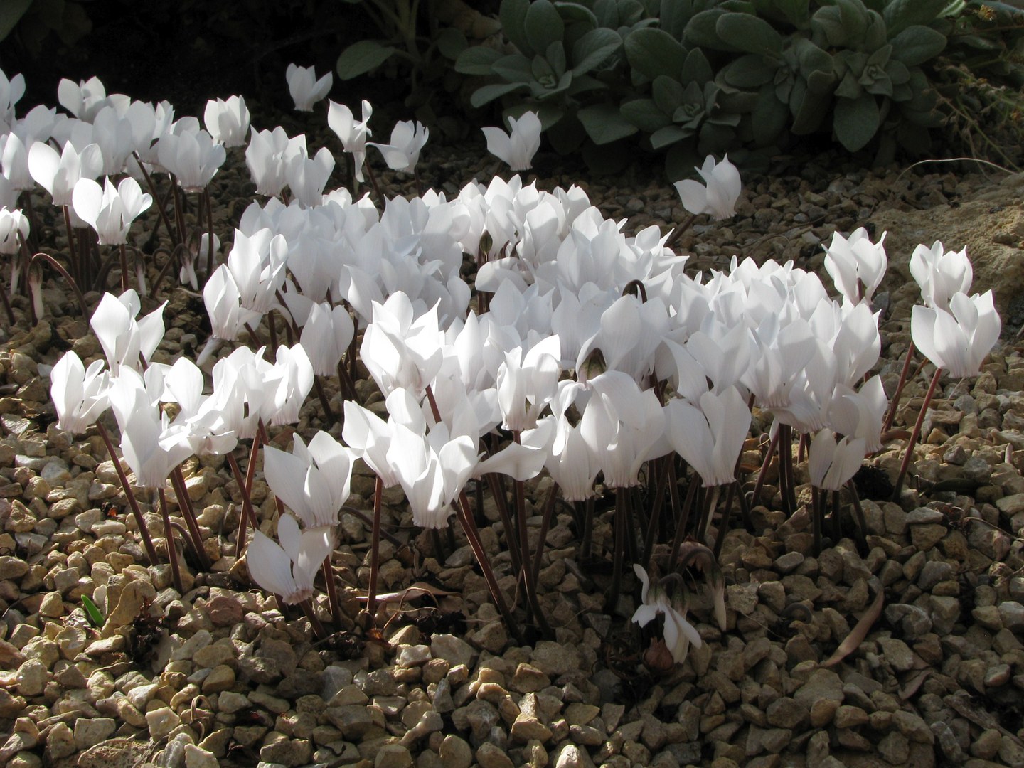 Griechisches Alpenveilchen (Cyclamen graecum f. album)