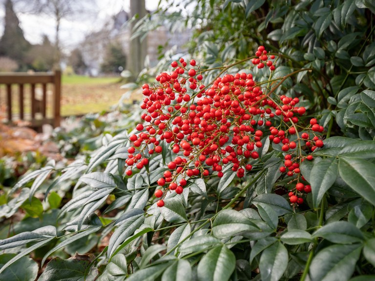 Nandina domestica