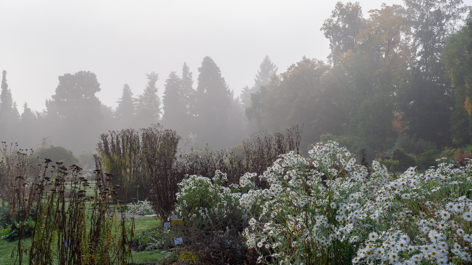 Herbstnebel im Botanischen Garten am Poppelsdorfer Schloss