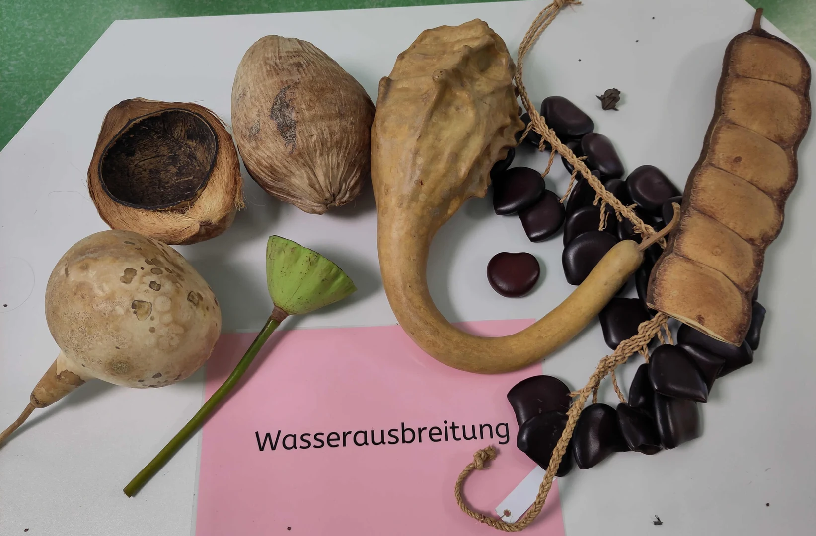 Samen und Früchte, die durch Wasser ausgebreitet werden