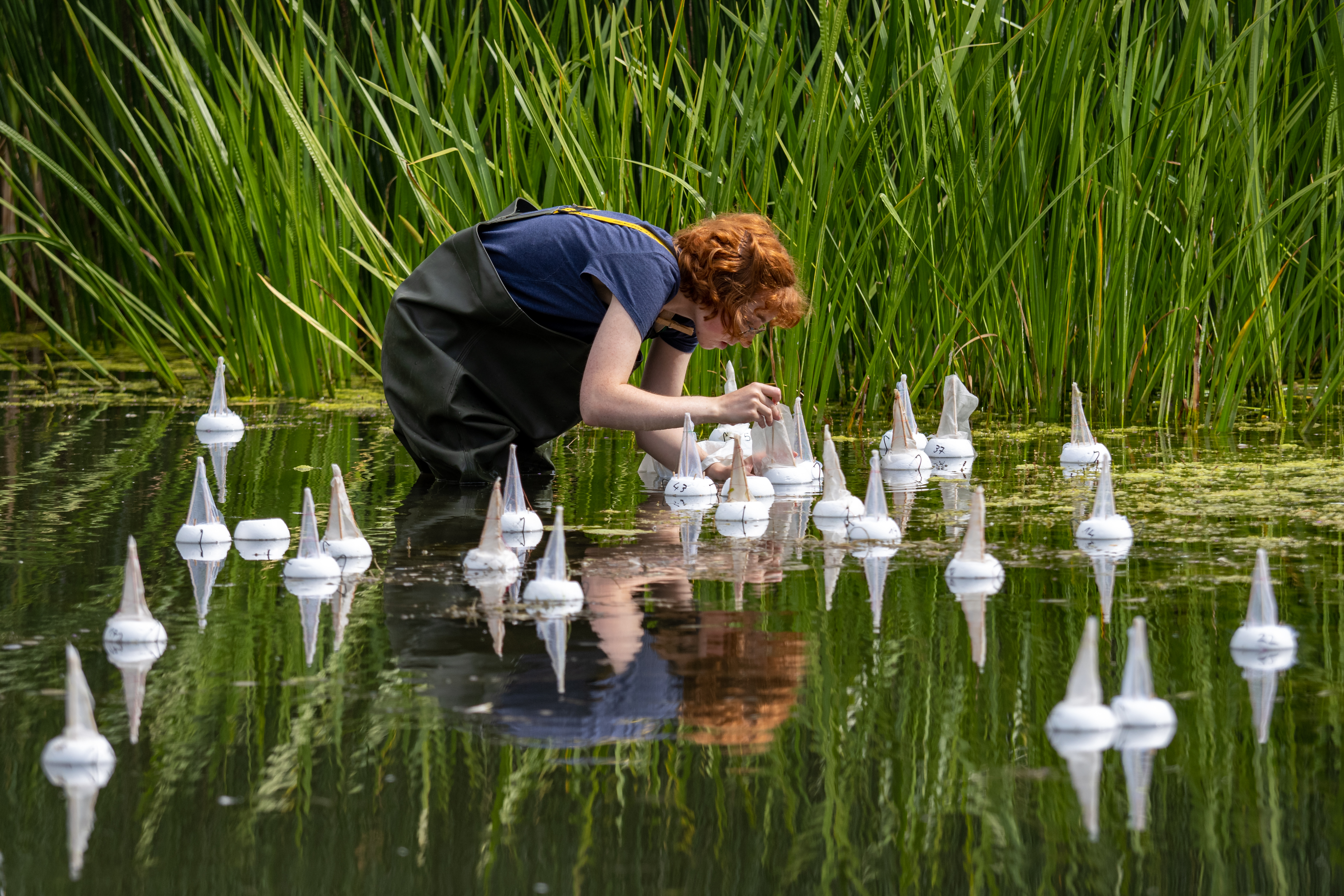 Bestäubungsexperimente an Wasserpflanzen im Melbweiher