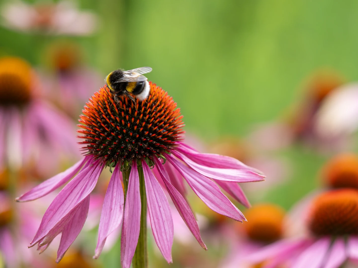 Erdhummel beim Pollensammeln auf einem Sonnenhut (Echinacea purpurea)