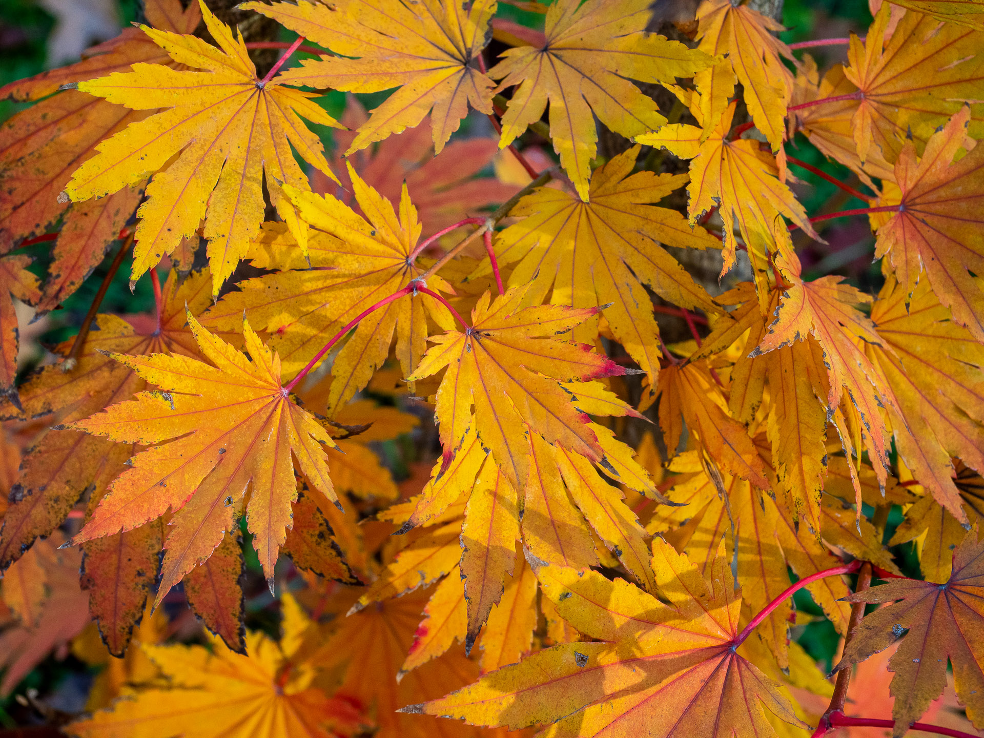 Herbst in den Botanischen Gärten