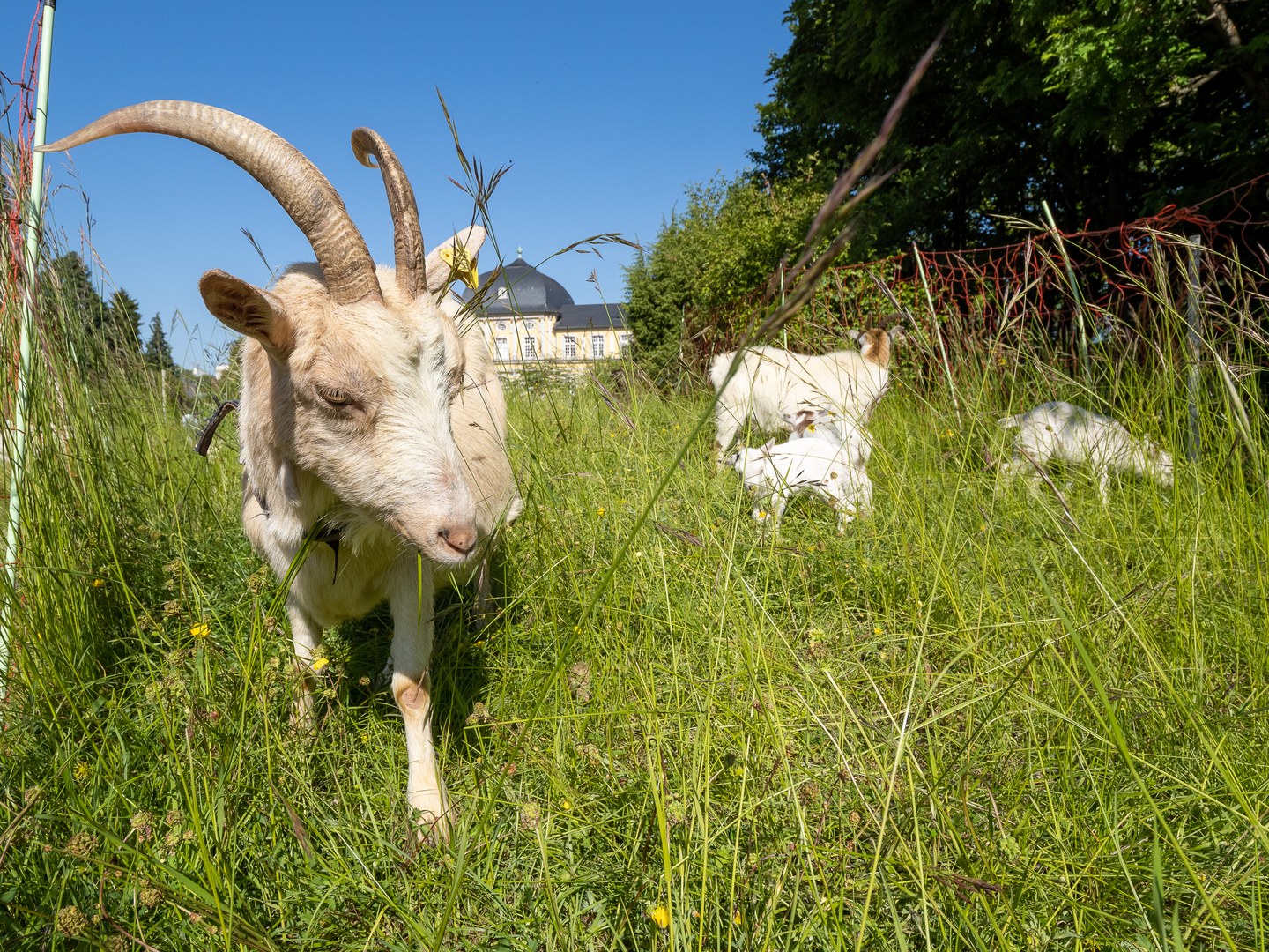 Ziegen helfen bei der Rasenpflege