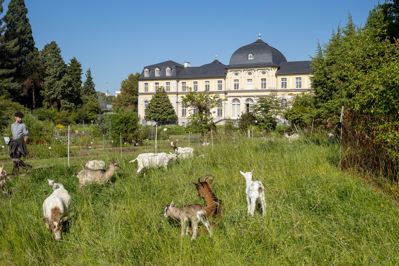 Ziegen in der Biotopanlage im Schlossgarten